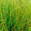 Carex nigra -- Braune Segge